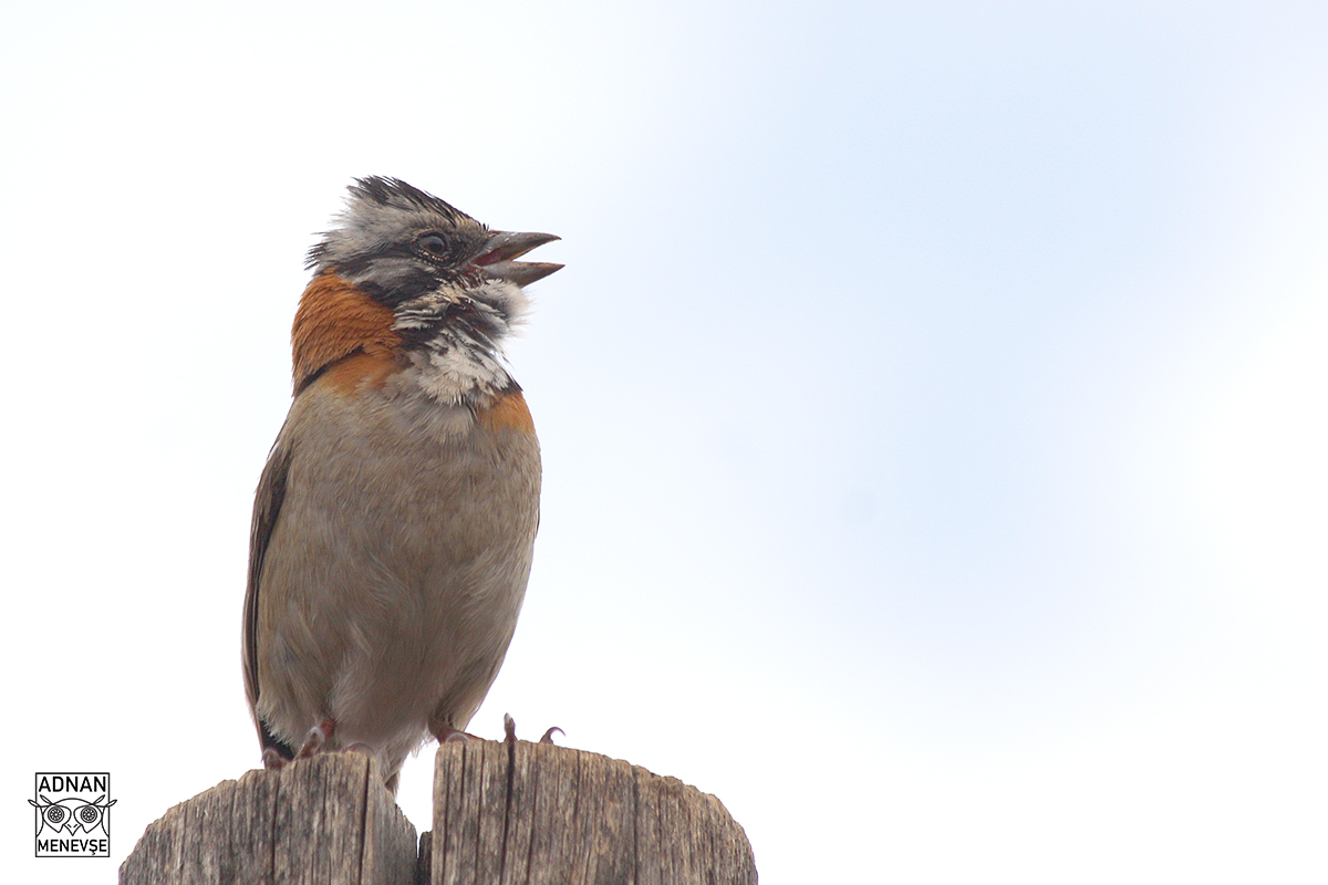 Rufous-collared Sparrow